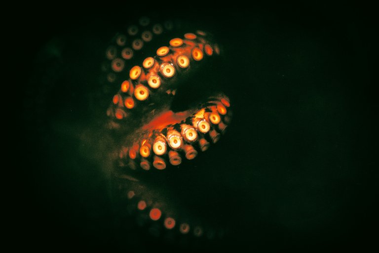 Close-up of an octopus tentacle with glowing orange suction cups against a dark background.