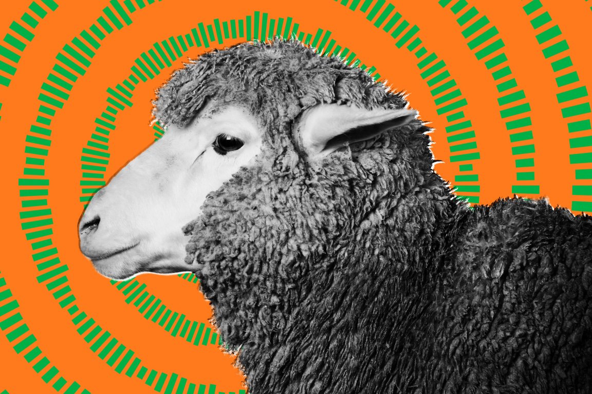 Black and white close-up profile of a sheep with thick, curly wool against a bright orange background featuring green concentric circular patterns.
