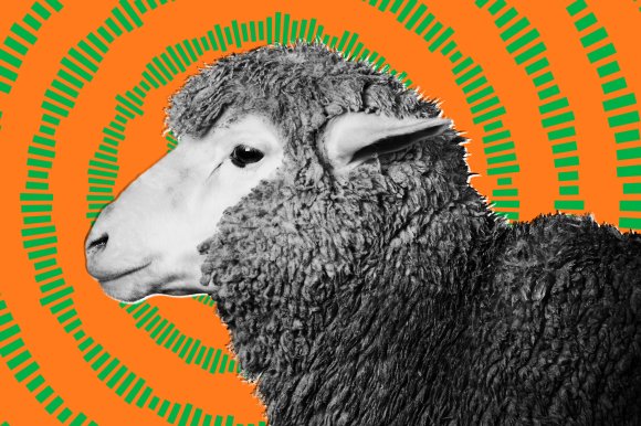 Black and white close-up profile of a sheep with thick, curly wool against a bright orange background featuring green concentric circular patterns.