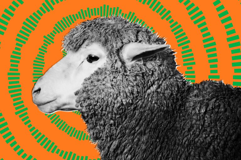 Black and white close-up profile of a sheep with thick, curly wool against a bright orange background featuring green concentric circular patterns.