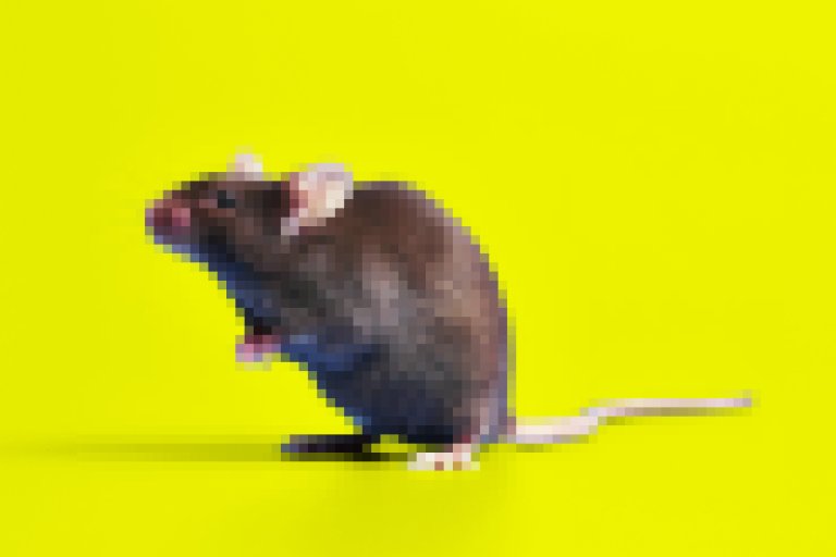 A black mouse with a long pink tail and pink ears is shown against a bright yellow background. The rat is positioned sideways, with its front paws raised slightly.