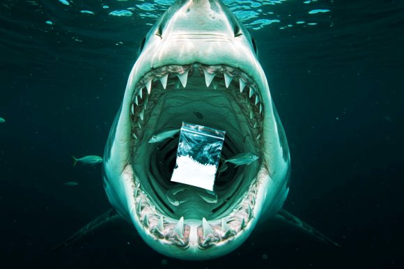 A shark with its mouth wide open underwater, showing sharp teeth and gills. Inside the shark's mouth, there is a clear plastic bag containing a white powdery substance. Several small fish are swimming around inside the shark's mouth.