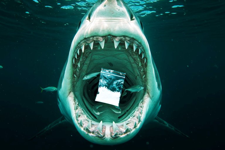 A shark with its mouth wide open underwater, showing sharp teeth and gills. Inside the shark's mouth, there is a clear plastic bag containing a white powdery substance. Several small fish are swimming around inside the shark's mouth.