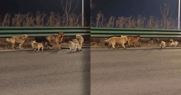 Rampant narratives of a ragtag group of dogs wandering for miles to escape the clutches of dog-eating captors in China are fake.