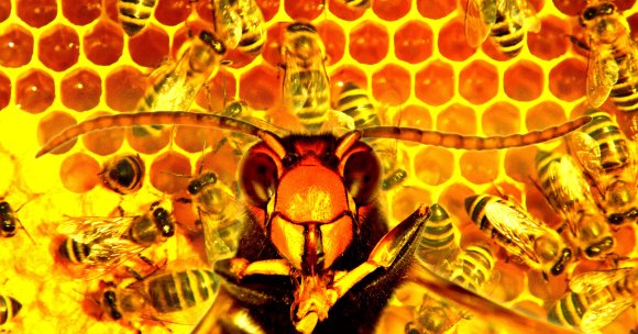 Close-up of a hornet surrounded by honeybees on a honeycomb. The honeycomb cells are filled with honey, and the image highlights the contrast between the larger hornet and the smaller bees. The scene is brightly lit, emphasizing the golden-yellow tones of the honey and the insects.
