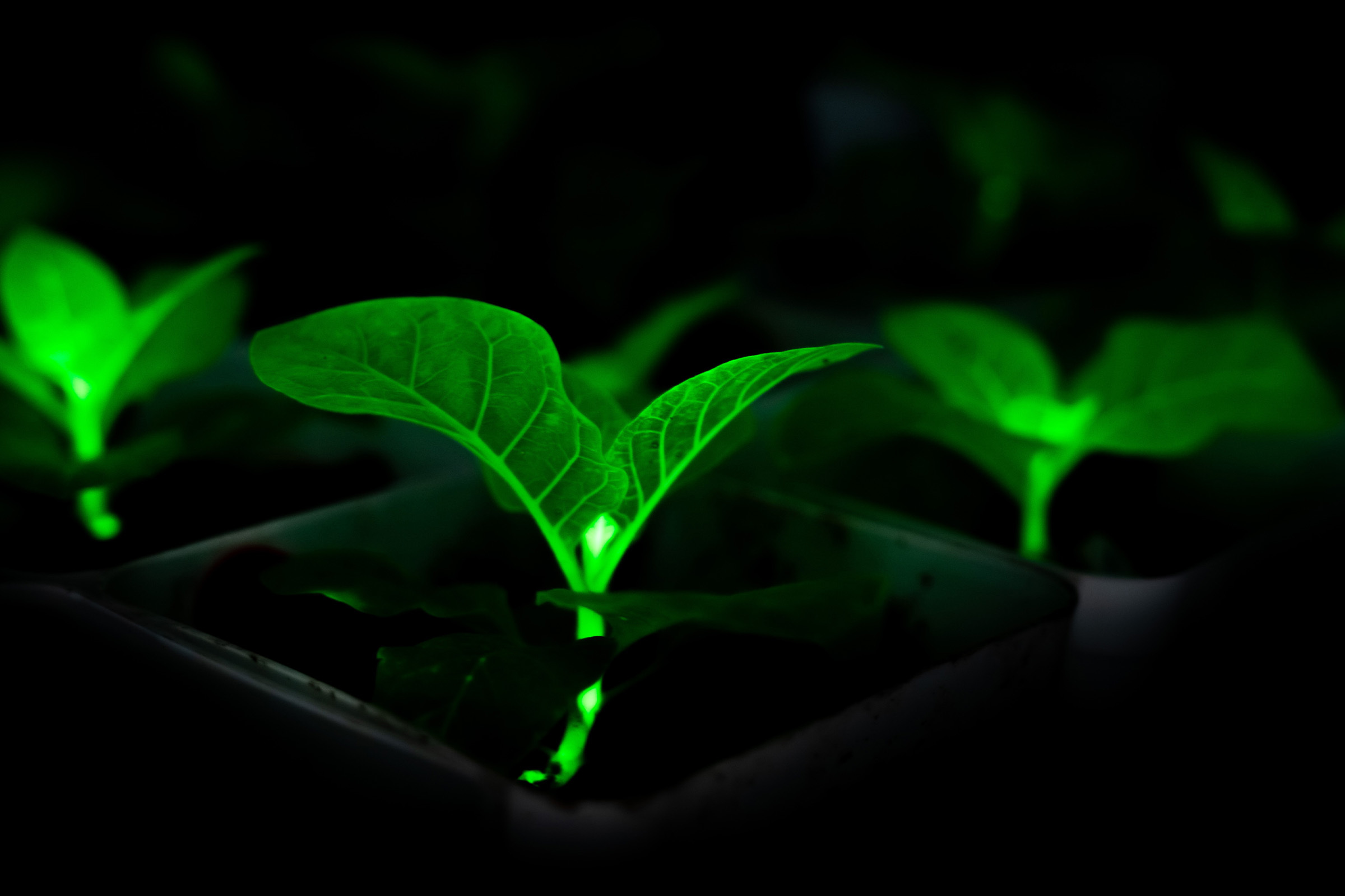 futurism.com - Frank Landymore - Chinese Scientists Bioengineering Plants With Firefly Genes to Glow, in Effort to Light Cities at Night