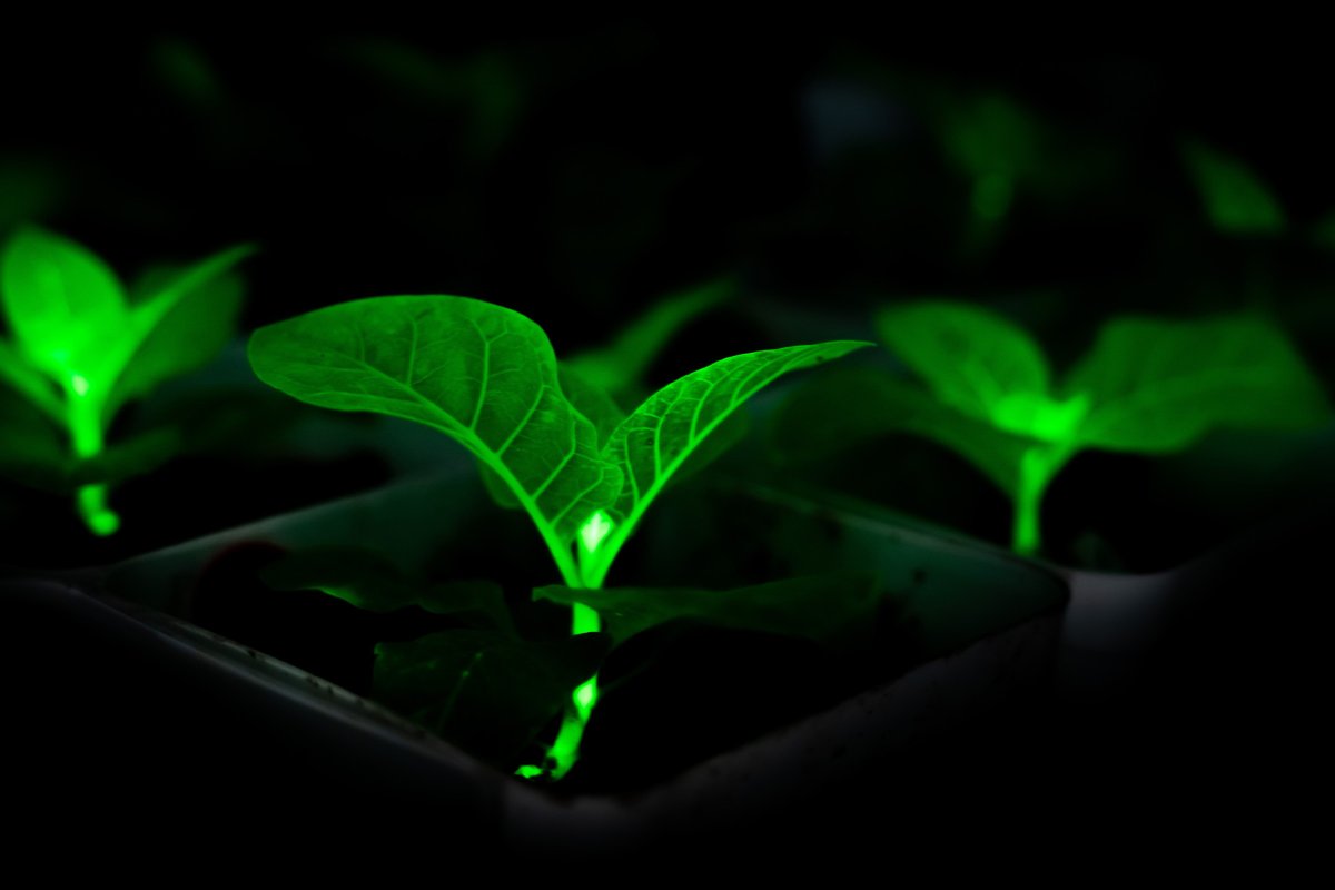 Chinese Scientists Bioengineering Plants With Firefly Genes to Glow, in Effort to Light Cities at Night Chinese Scientists Bioengineering Plants With Firefly Genes to Glow, in Effort to Light Cities at Night