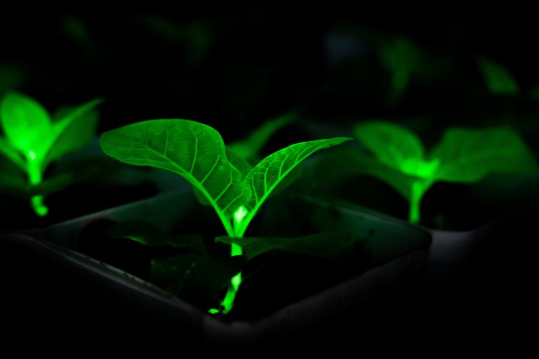 Green seedlings glowing brightly against a dark background, highlighting their vibrant leaves and delicate stems.