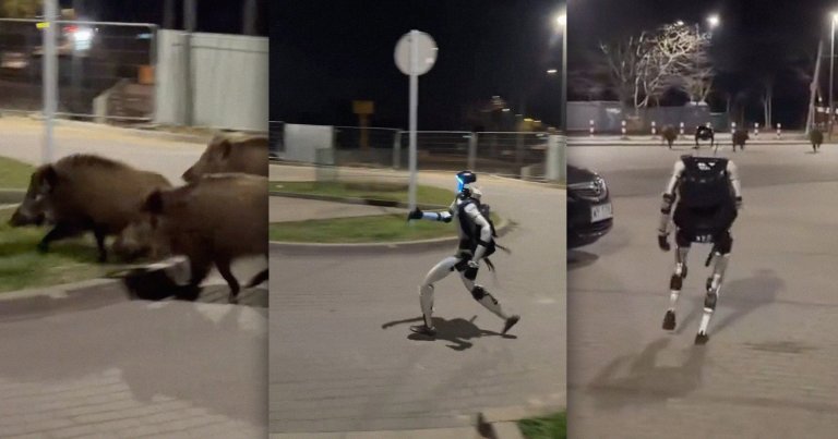 A humanoid Unitree G1 robot can be seen chasing a small flock of wild boars through an empty car parking lot in Warsaw, Poland.