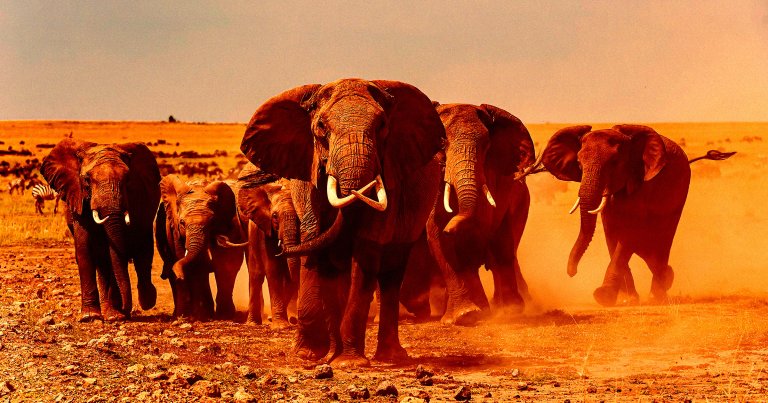 A 75-year-old millionaire big game hunter and his guide were trampled to death by a group of five elephants.