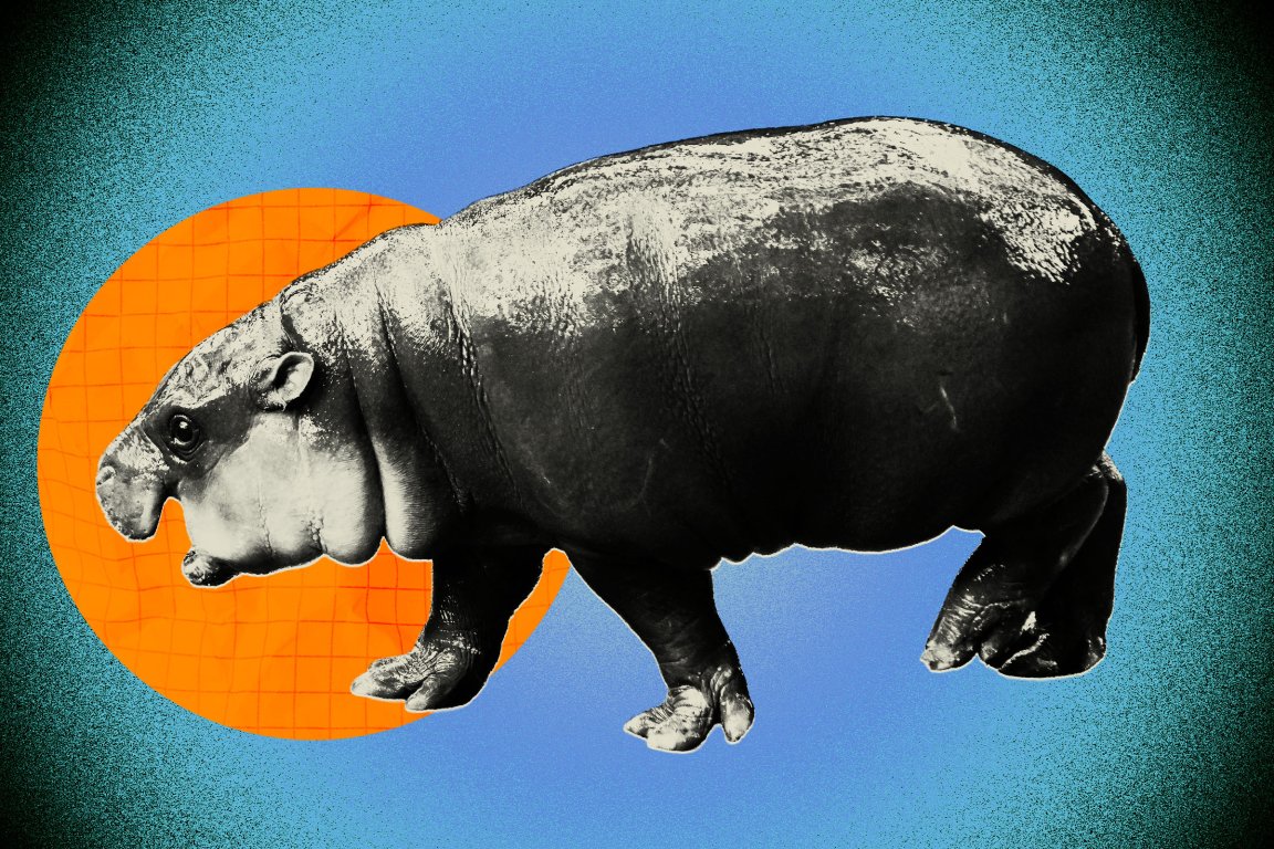 A black and white illustration of Moo Deng, the viral pygmy hippopotamus. The hippo's skin texture is detailed, showing folds and a shiny surface. The overall style has a graphic, slightly grainy effect.