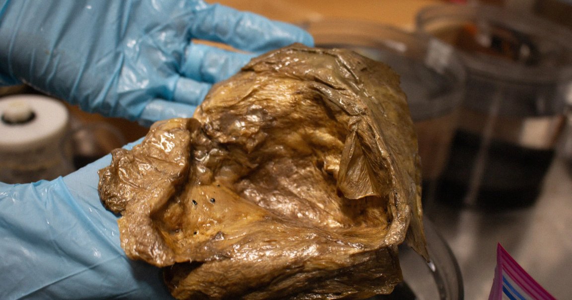 A gloved hand holding a mysterious object recovered from underwater that they described as a "golden orb." The background is blurred, showing some laboratory equipment.