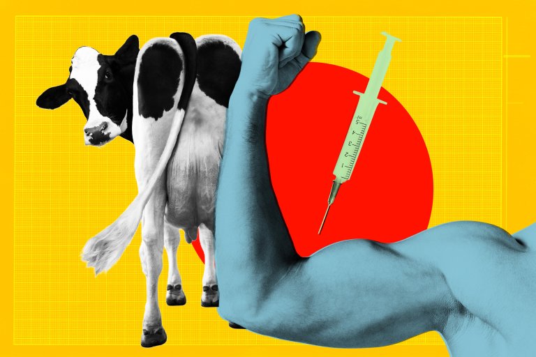 A black and white cow stands on a yellow background with a red circle behind it. In the foreground, a muscular blue-tinted arm is flexed, and a syringe is positioned near the arm's bicep. The image combines elements of livestock and vaccination or injection.