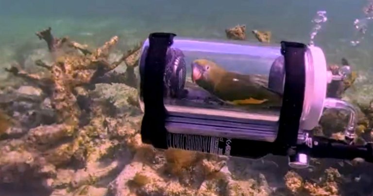 A viral video shows a parakeet trapped inside a DIY submarine made of a 3,000 PSI paintball air cylinder, oxygen, meter, and lead weights.