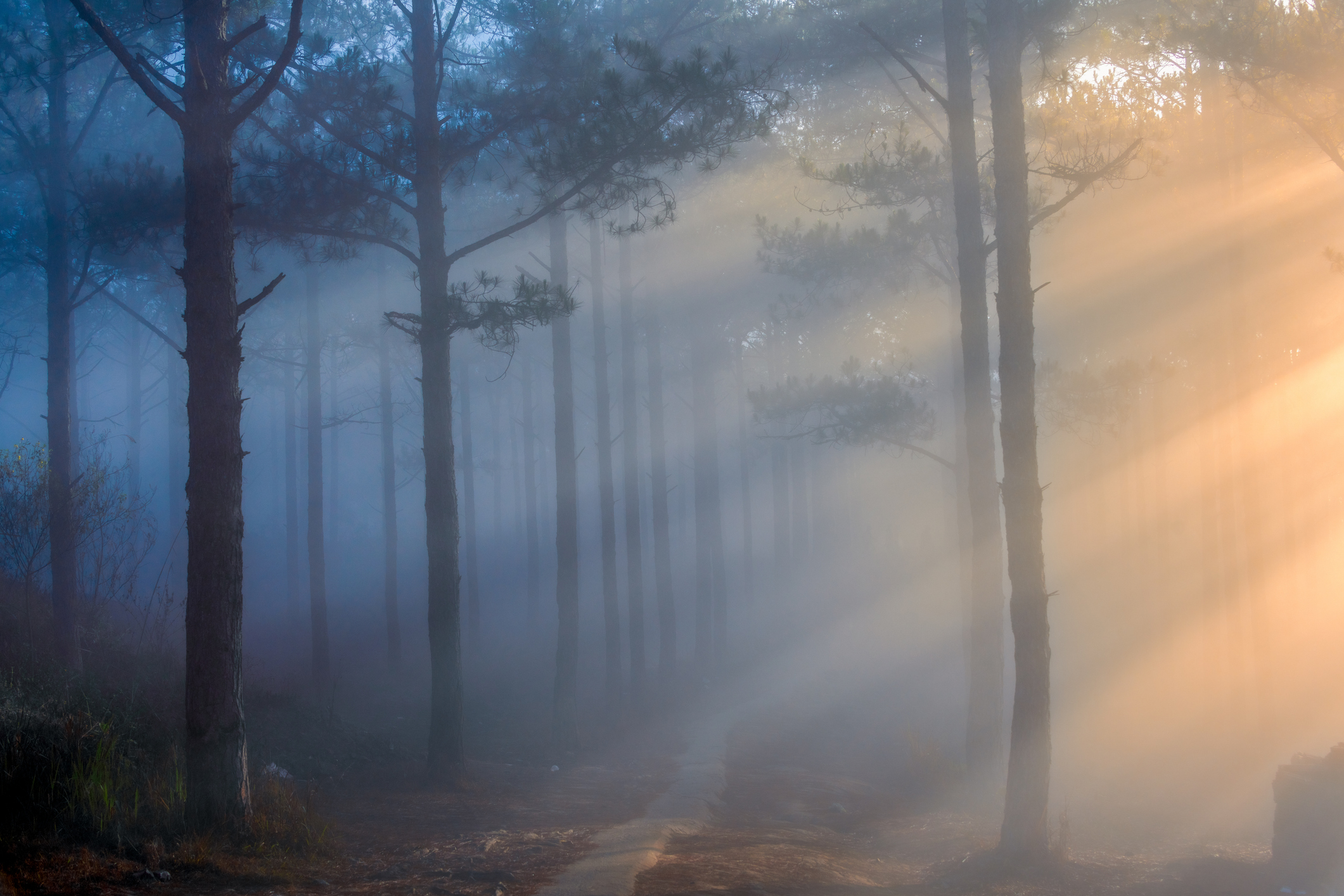Trump’s US Forest Service Spraying Deadly Toxins on America’s Woodlands