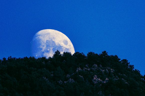 Photograph of the moon rising over trees on a faraway mountainside.