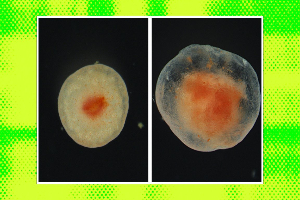 Two close-up images of spherical, translucent biological specimens with a reddish-orange core, set against a black background.