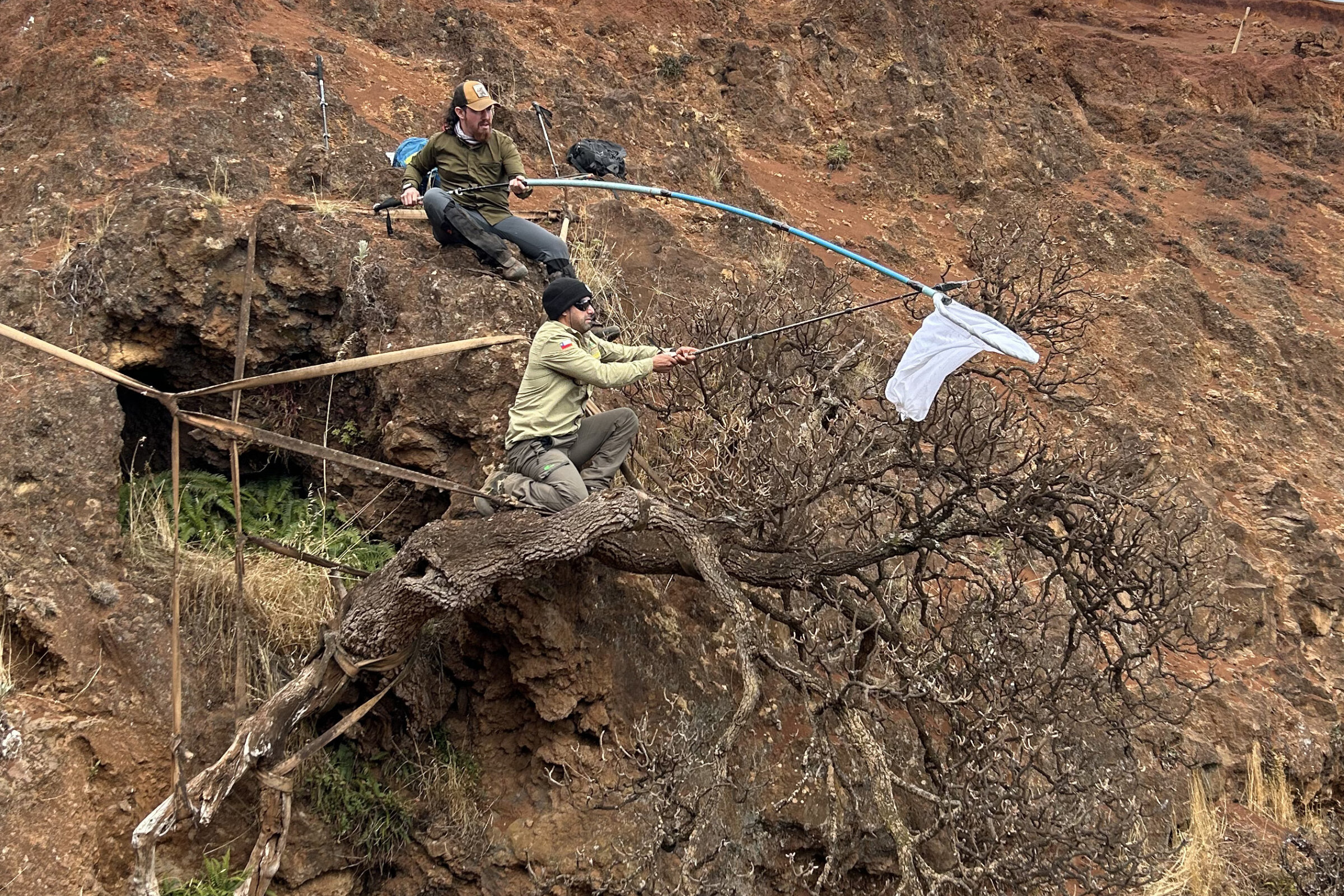 Scientists Rush to Save One of the Worldâs Rarest Trees as It Literally Falls Off a Cliff