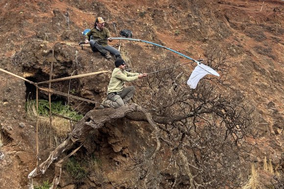 Photograph of two experts collecting the seeds of the last known specimen D. neriifolia on Robinson Crusoe Island, Chile.
