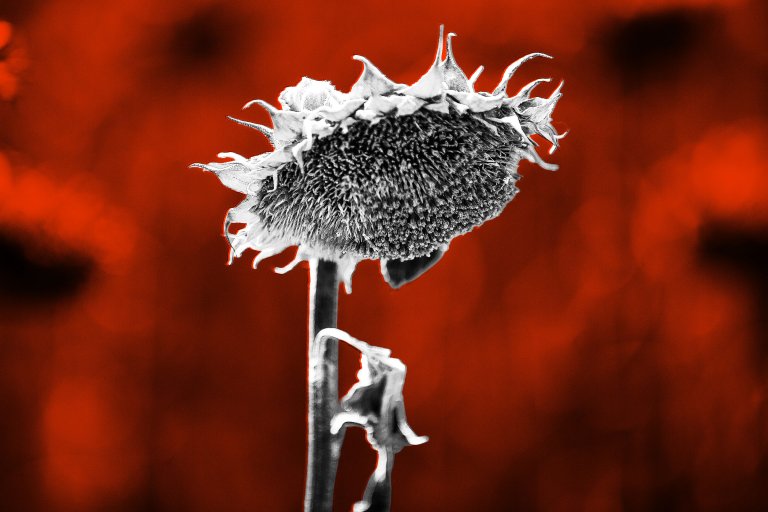 Image of a dead sunflower in the sun, turned downward and dry