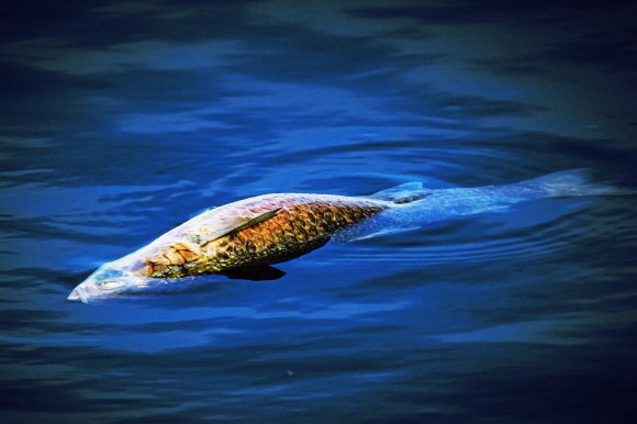 Color-treated photograph of a dead fish floating in water.