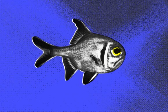 A comic photo illustration featuring a fish with a frown on its face.