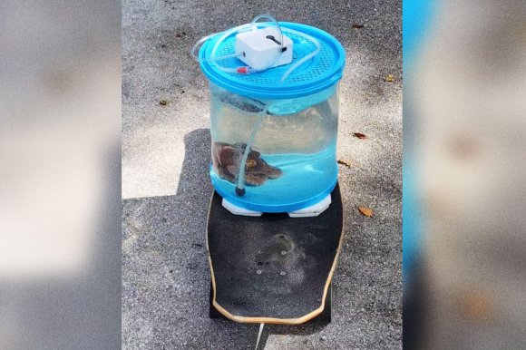 A screenshot from a TikTok video featuring an octopus in a small tank set on a skateboard that is attached to a rope to be pulled while on a walk outdoors.