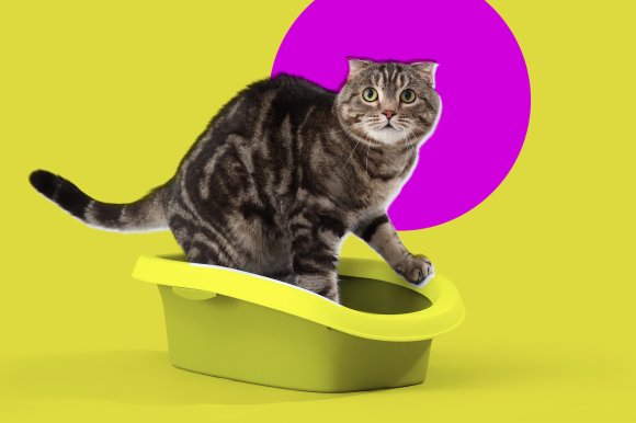 A comic photo illustration featuring a cat in a litter box looking scared and guilty.