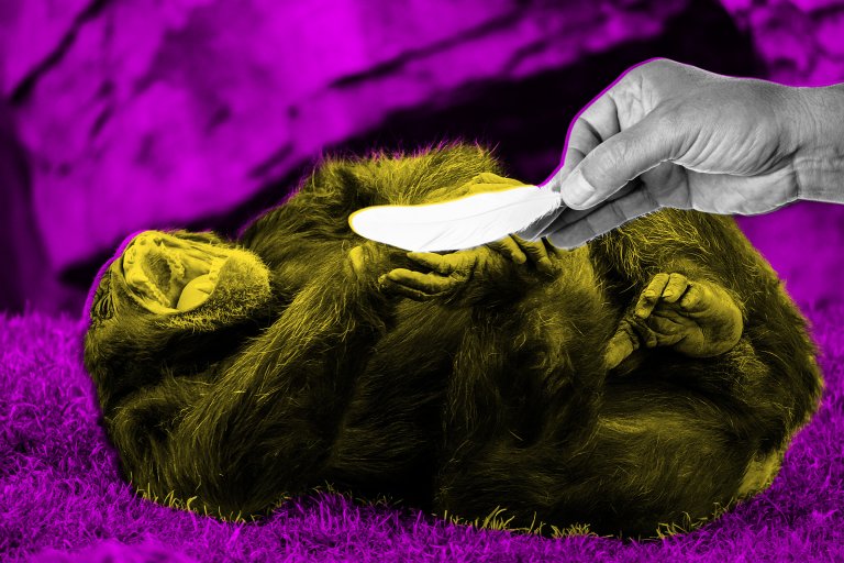 A comic photo illustration featuring a hand with a feather tickling a chimpanzee laughing on the ground.