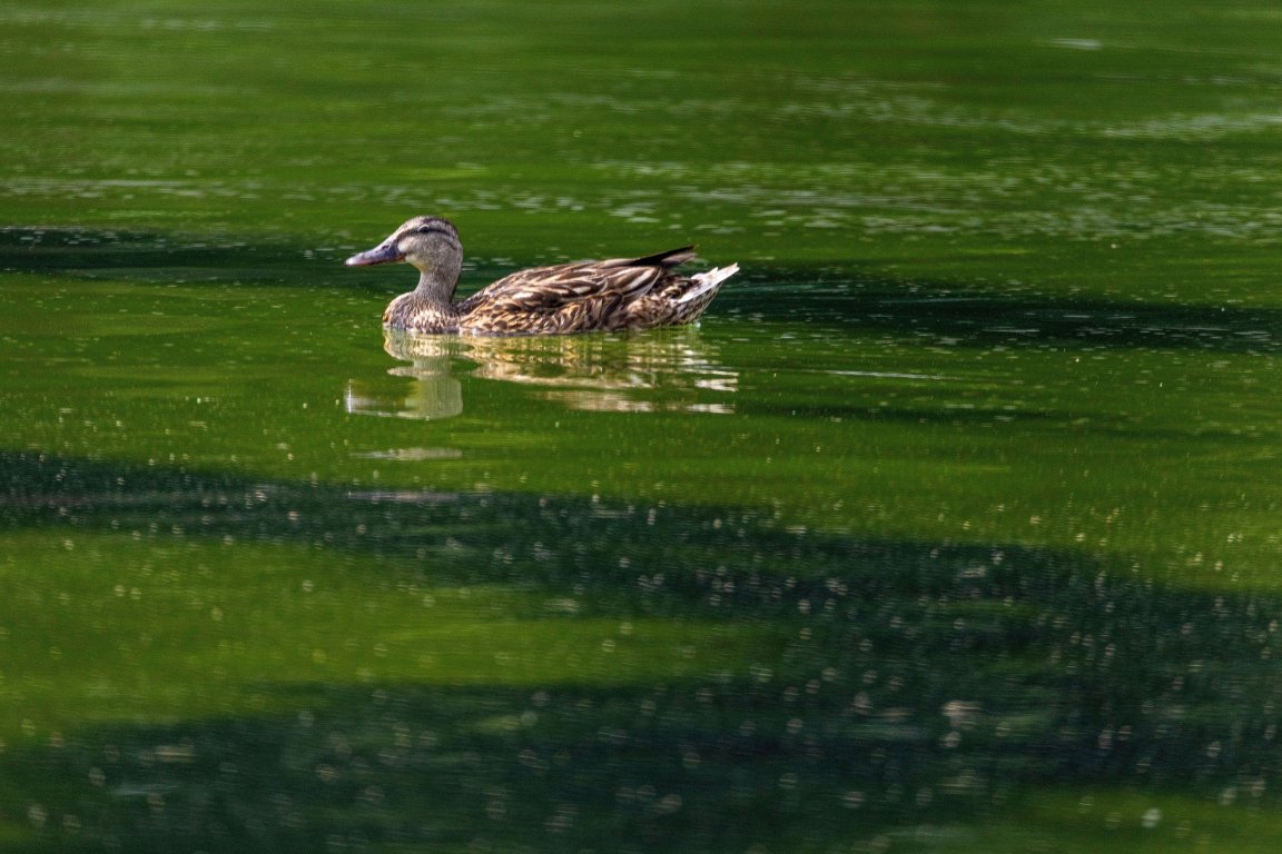 Ducks swim in the Lincoln Memorial Reflecting Pool where algae has started to bloom on June 14, 2026 in Washington, DC.