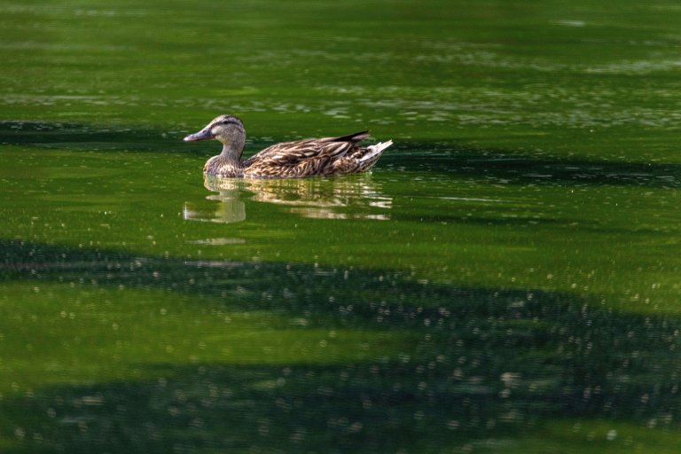 Ducks swim in the Lincoln Memorial Reflecting Pool where algae has started to bloom on June 14, 2026 in Washington, DC.