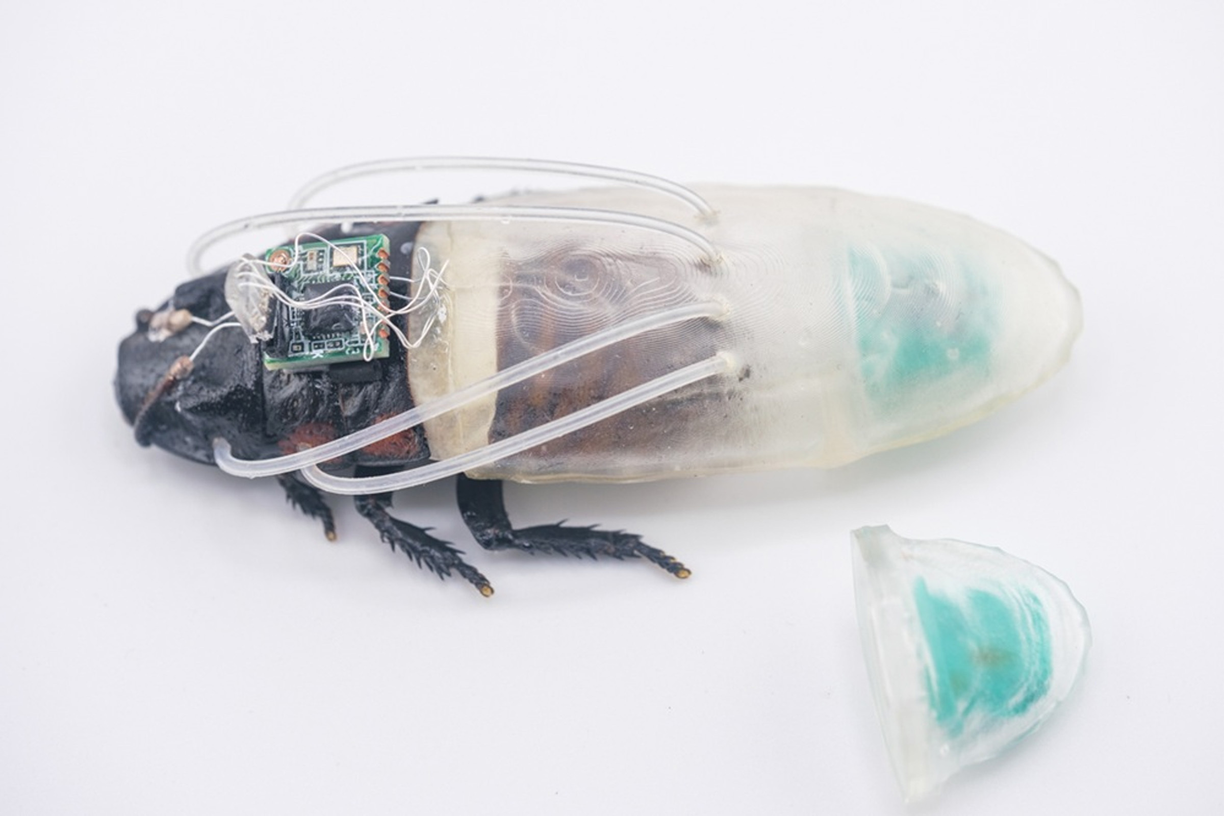 futurism.com - Frank Landymore - Swarm of Cyborg Remote Controlled Cockroaches Gains New Power
