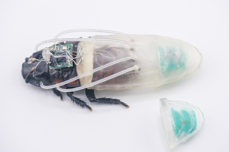A close-up photograph of a cyborg cockroach wearing a suit for breathing underwater. (edited)