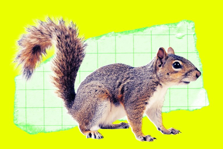 A colorful photo illustration featuring a bushy-tailed squirrel.