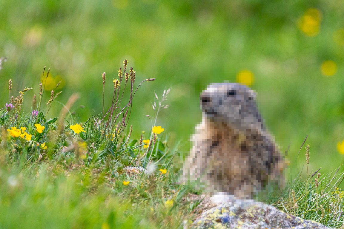 A photograph of a Marmot in which the Marmot has been pixelated.