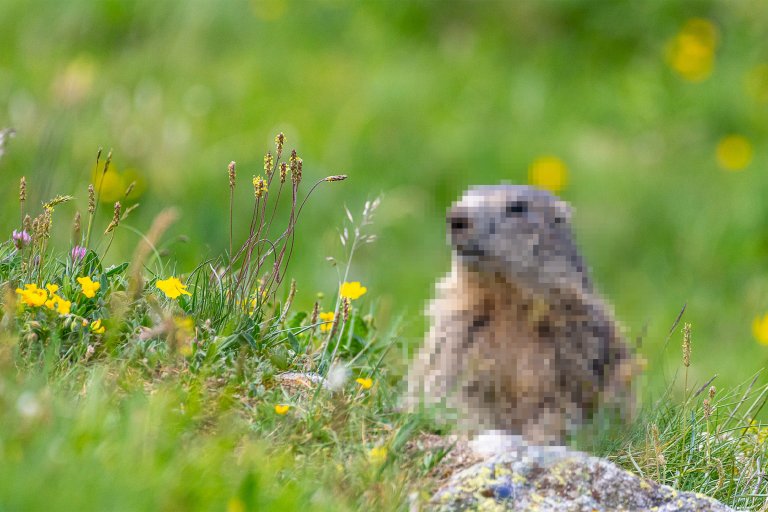 A photograph of a Marmot in which the Marmot has been pixelated.