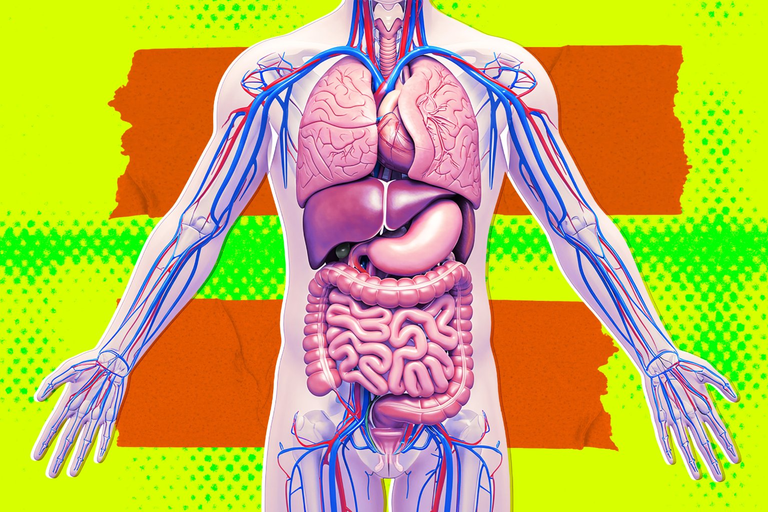 A colorful illustration featuring a model of a human being with their organs exposed.