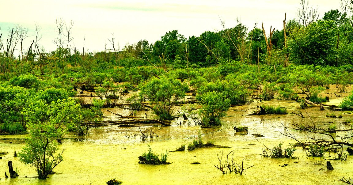 A color-treated photo of some wetlands.