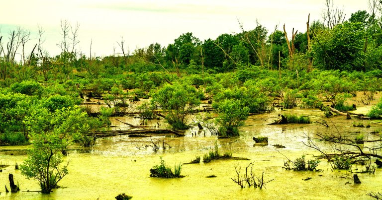 A color-treated photo of some wetlands.