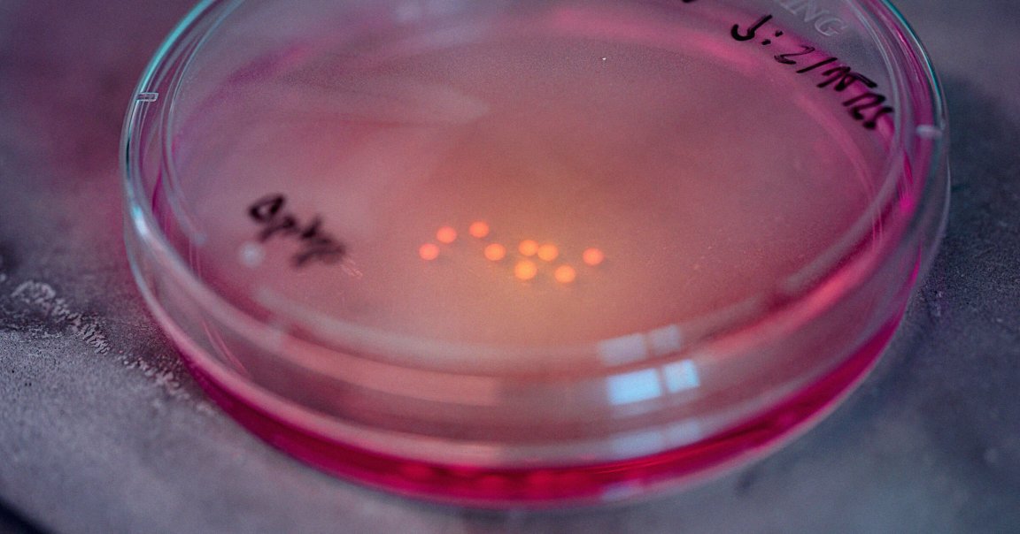 A close up of human brain organoids developed by Harvard University scientists.