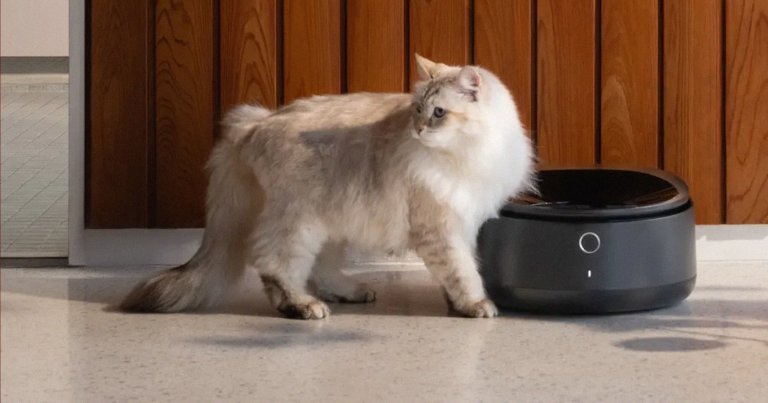 A picture of a Petlibro pet feeder and a cat.