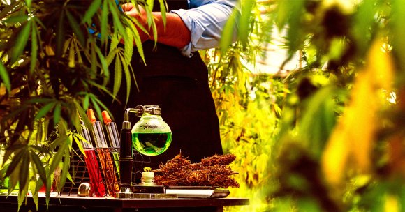 Cannabis scientist working in a laboratory extracting chemicals.
