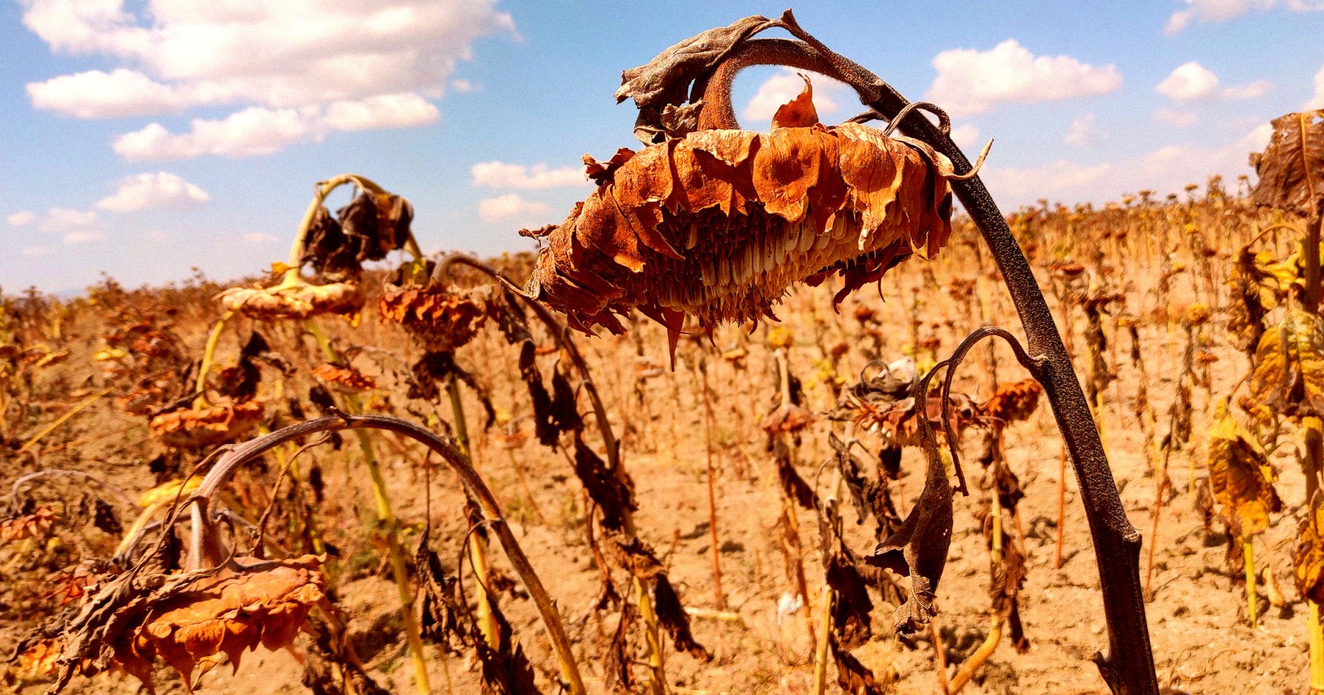 A photo of dead sunfllowers.