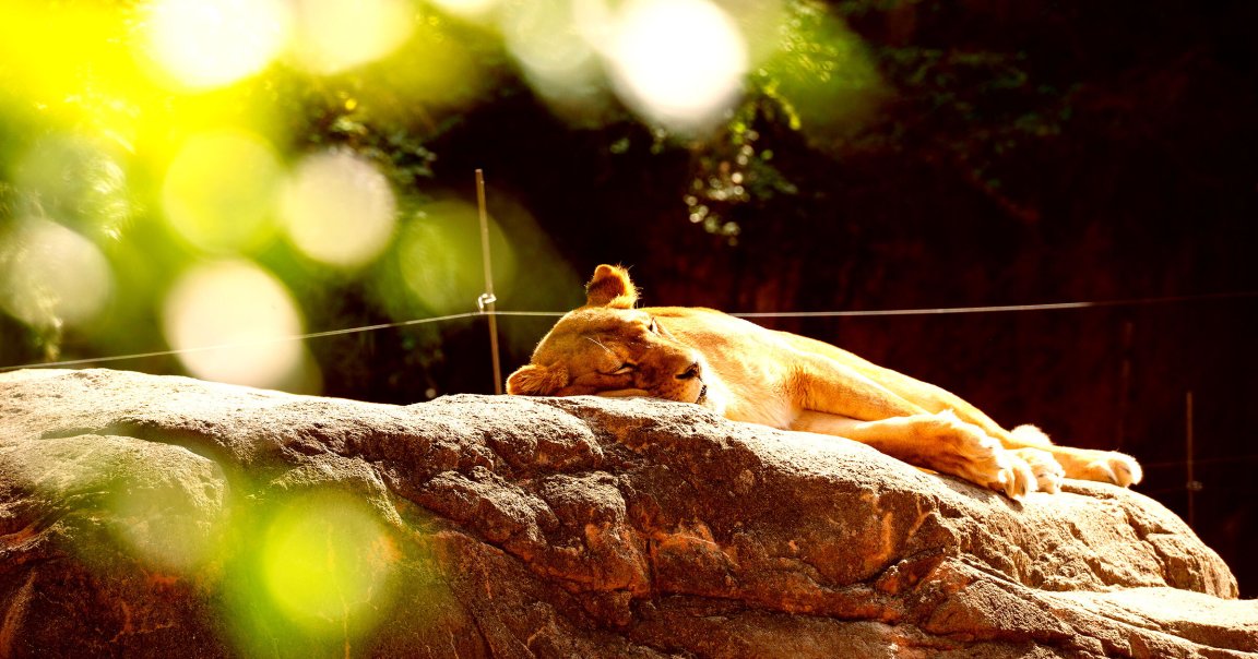 A color-treated photo of a lion in a zoo lying down.