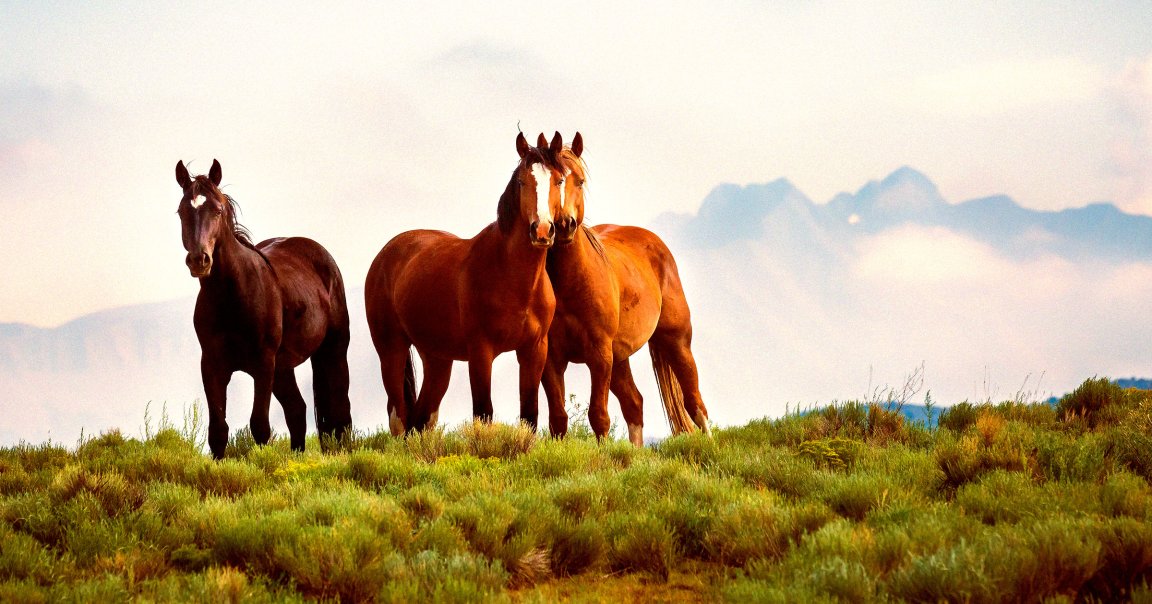 A color-treated photo of wild horses.