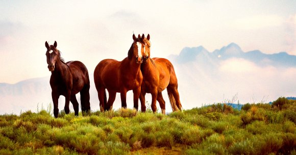 A color-treated photo of wild horses.