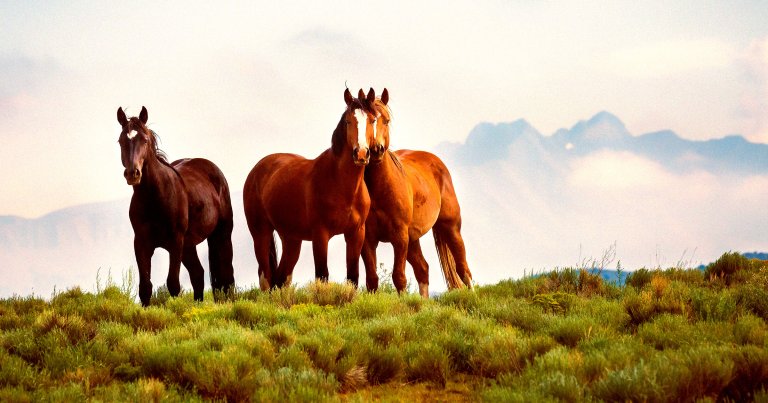 A color-treated photo of wild horses.