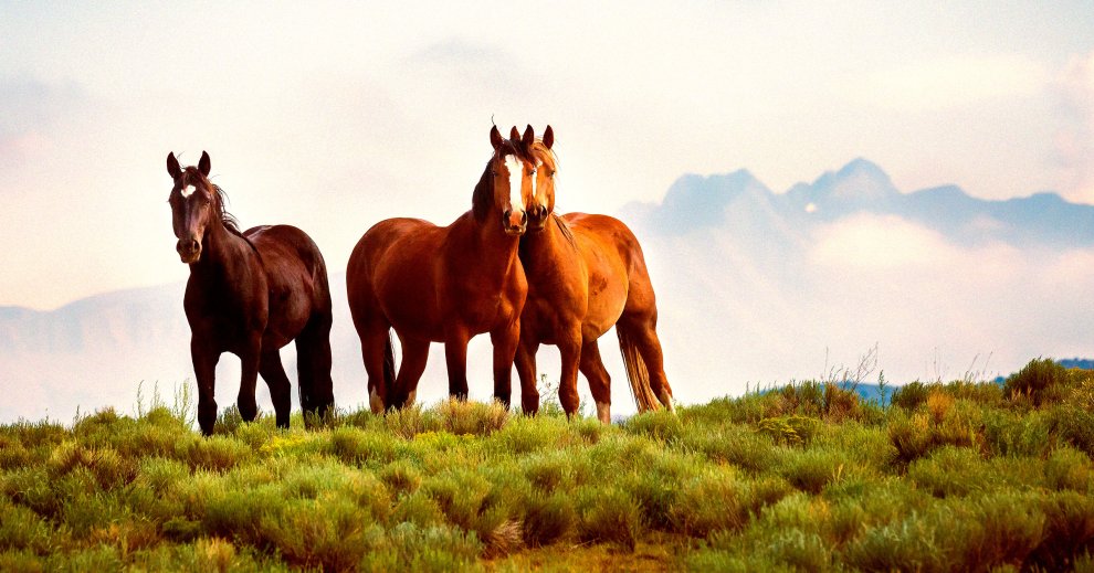 trump-admin-enabling-the-systematic-slaughtering-of-thousands-of-wild