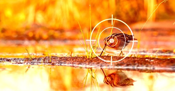 A photo illustration of a snipe by the water being hunted.