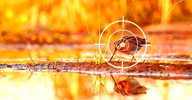 A photo illustration of a snipe by the water being hunted.